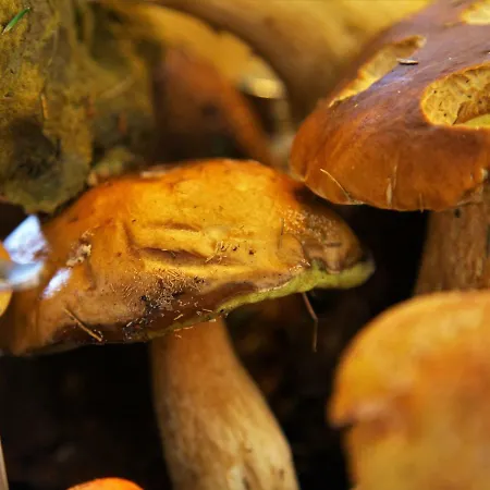 U Rybára * Námestovo